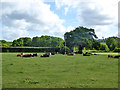 Cattle, Bere Heath