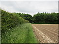 Bridleway and shelter belt near Mill Farm