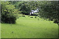 Pasture on the east of Cwm Philkins