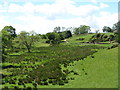 Valley of Newsham Beck