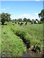 Cattle by the beck