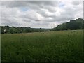 Billingbear - View of Fields from Public Footpath