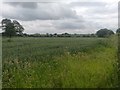 SU8772 : Field near Warfield by James Emmans