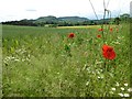 SO7869 : Poppies in a field headland by Philip Halling