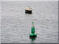 O2234 : Starboard Marker Buoy Number 11, Dublin Harbour by David Dixon