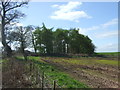 Strip woodland beside the A697