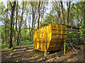 SE1936 : Yellow skip in the woods by Stephen Craven