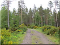 Track into Achnasoul Wood