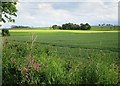 Farmland near Anniston