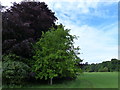 TL9097 : Trees next to the Peddars Way at Merton Park by Mat Fascione