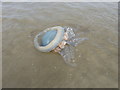 SS3999 : Barrel jellyfish on the beach by Richard Law