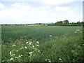 View over fields to Charnwood