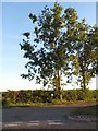 Trees on the A546, Tyringham