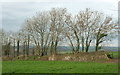 Starlings in trees, St Mabyn