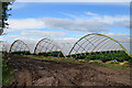 Polytunnels