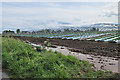 Strawberries at Garrison Farm