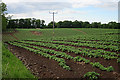 Tattie Fields