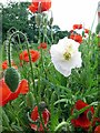 White form of the scarlet field poppy