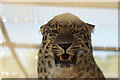 View of an amur leopard in the Cat Survival Trust #4