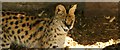 View of a serval in the Cat Survival Trust #4