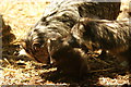 View of a raccoon dog pup being cleaned by both its parents in the Cat Survival Trust