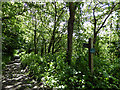 Footpath to Calstock