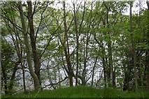 NN2491 : Loch Lochy through the trees by Richard Webb