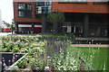 View of flowers in Floating Pocket Park in the Paddington Basin