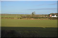 Farmland, Haisthorpe