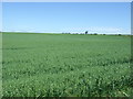 TL2534 : Cereal crop, Bygrave Common by JThomas