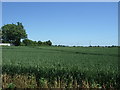 Cereal crop, Guilden Morden