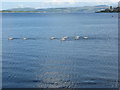 NS0865 : Flotilla of Swans in Rothesay Bay by M J Richardson