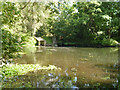 Pond below Thorney Mill bypass sluice