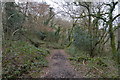 SX4961 : Footpath, Widewell Wood by N Chadwick