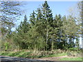 Woodland beside the A6112, Nisbet Hill