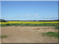 Oilseed rape crop near Mungo