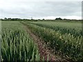 Footpath through a field of wheat