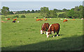 TL6600 : Cows in pasture near Brook Farm, Margaretting by Roger Jones