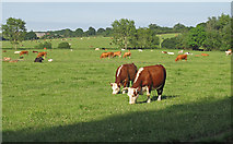 TL6600 : Cows in pasture near Brook Farm, Margaretting by Roger Jones