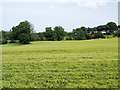 Barley field from Scorer