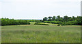 Field with bushes and trees beyond