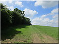 Field edge near Cockley Brake