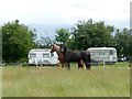 Horses and caravans on Fishpond Hill