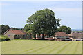 Beech tree, rear of Farm Close, Oakdale