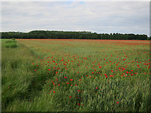 TL4155 : Poppies and wheat by Hugh Venables