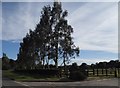 Trees by Fulmer Lane, Tatling End