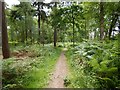 Public Footpath in Wood End near Paddock Wood