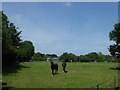 Horses in a field