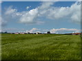 Barley near Arncroach