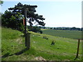 The London loop above Pyrgo Park